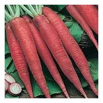 RAVANELLO LUNGO ROSSO CANDELA DI FUOCO NR.300 SEMI